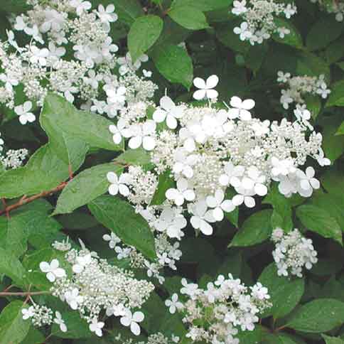 Mustialanhortensia